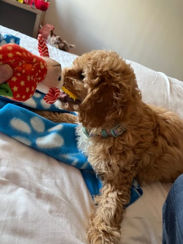 Customer photo review of Collar - Spongebob