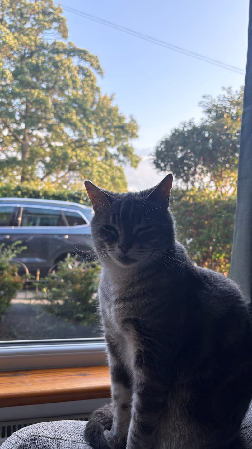 Customer photo review of Cat Gel