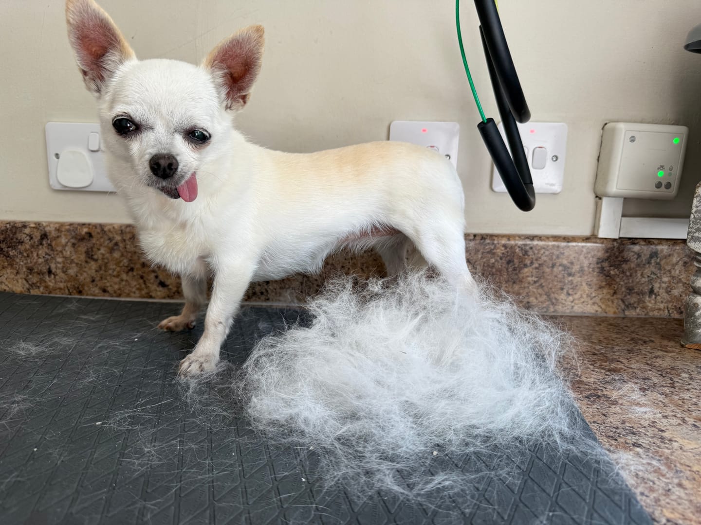Customer photo review of Dog Deshedding Comb - Dog, Horse & Cat - Pink