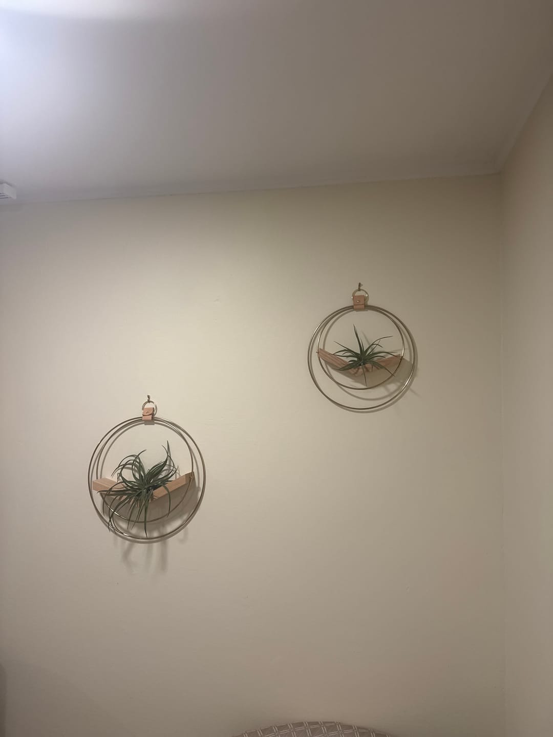 Customer photo review of Air Plant V-Hanger