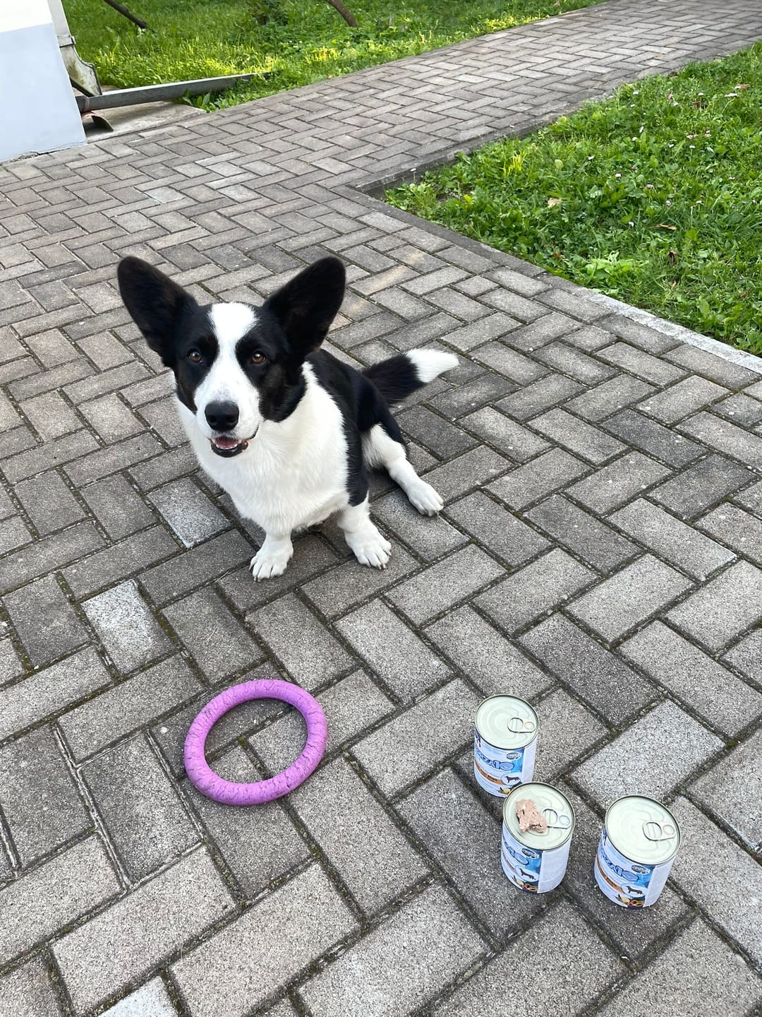 Customer photo review of DIET konservi ar jēra gaļu un rīsiem