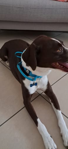 Customer photo review of Collare Crime 3cm