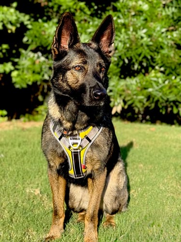 Customer photo review of FIDA No Pull Harness