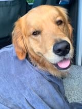 Customer photo review of Luxury Dog Drying Bag