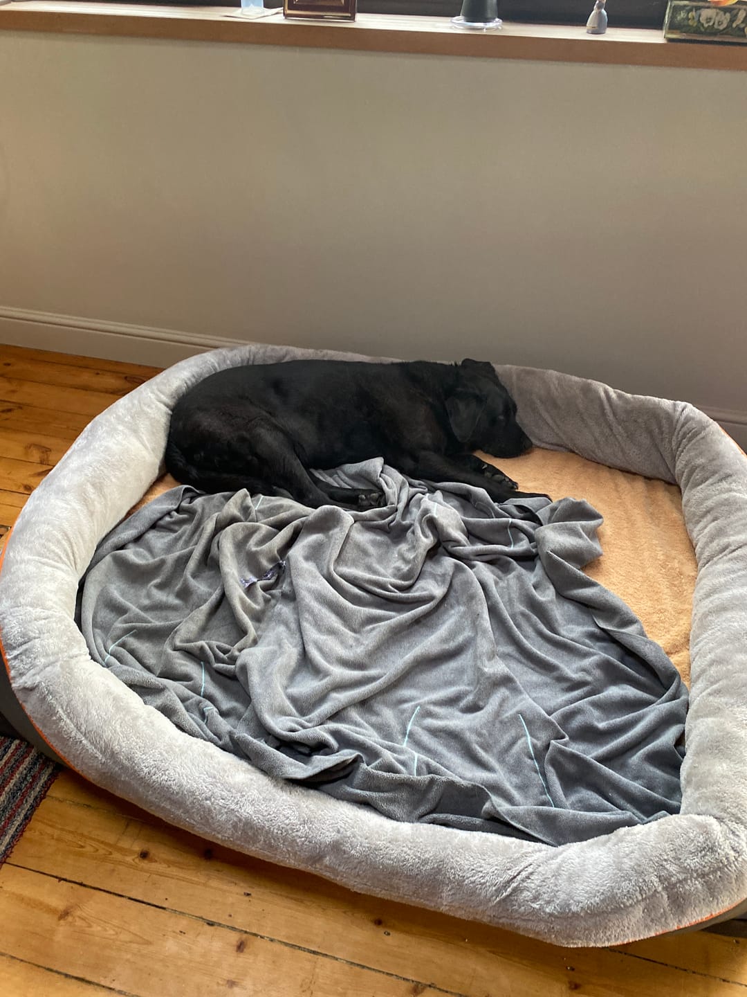 Customer photo review of 3XL Jumbo Orthopedic Dog Bed – Ultimate Comfort Foam Mat with Bolster & Removable Cover for Large Breeds