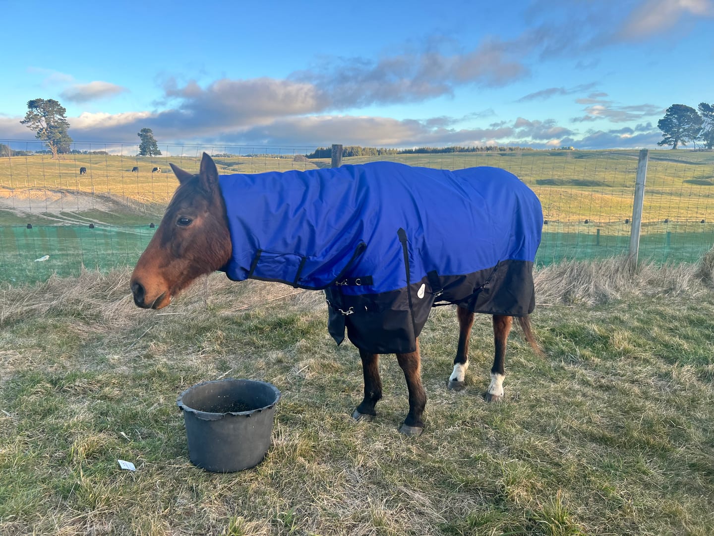 Customer photo review of NZ Tack Duke 1200D Combo