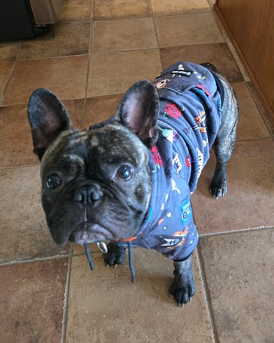 Customer photo review of Rock and Roll Dog Hoodie
