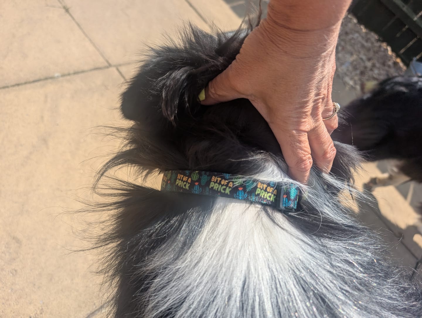 Customer photo review of Bit of a prick collar