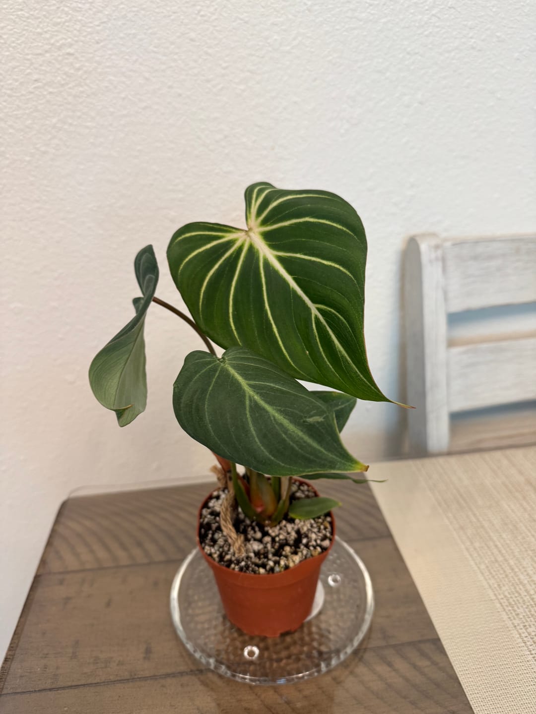 Customer photo review of Philodendron gloriosum
