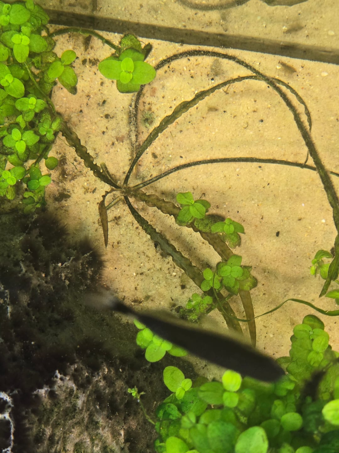 Customer photo review of Cryptocoryne Spiralis