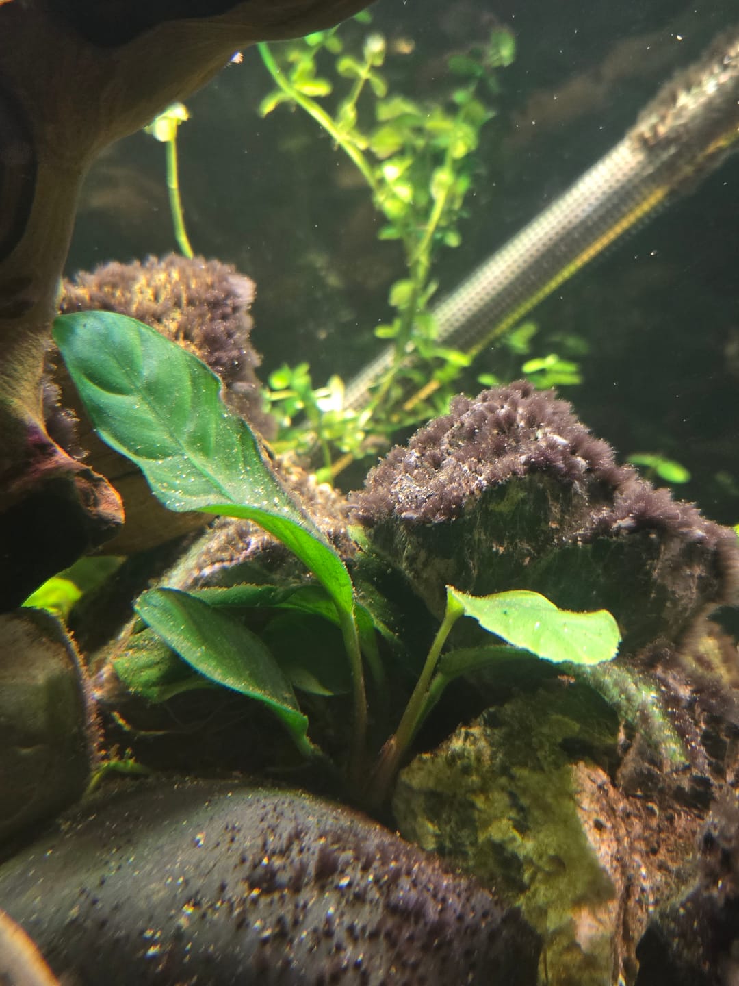 Customer photo review of Anubias Barteri Coffeefolia