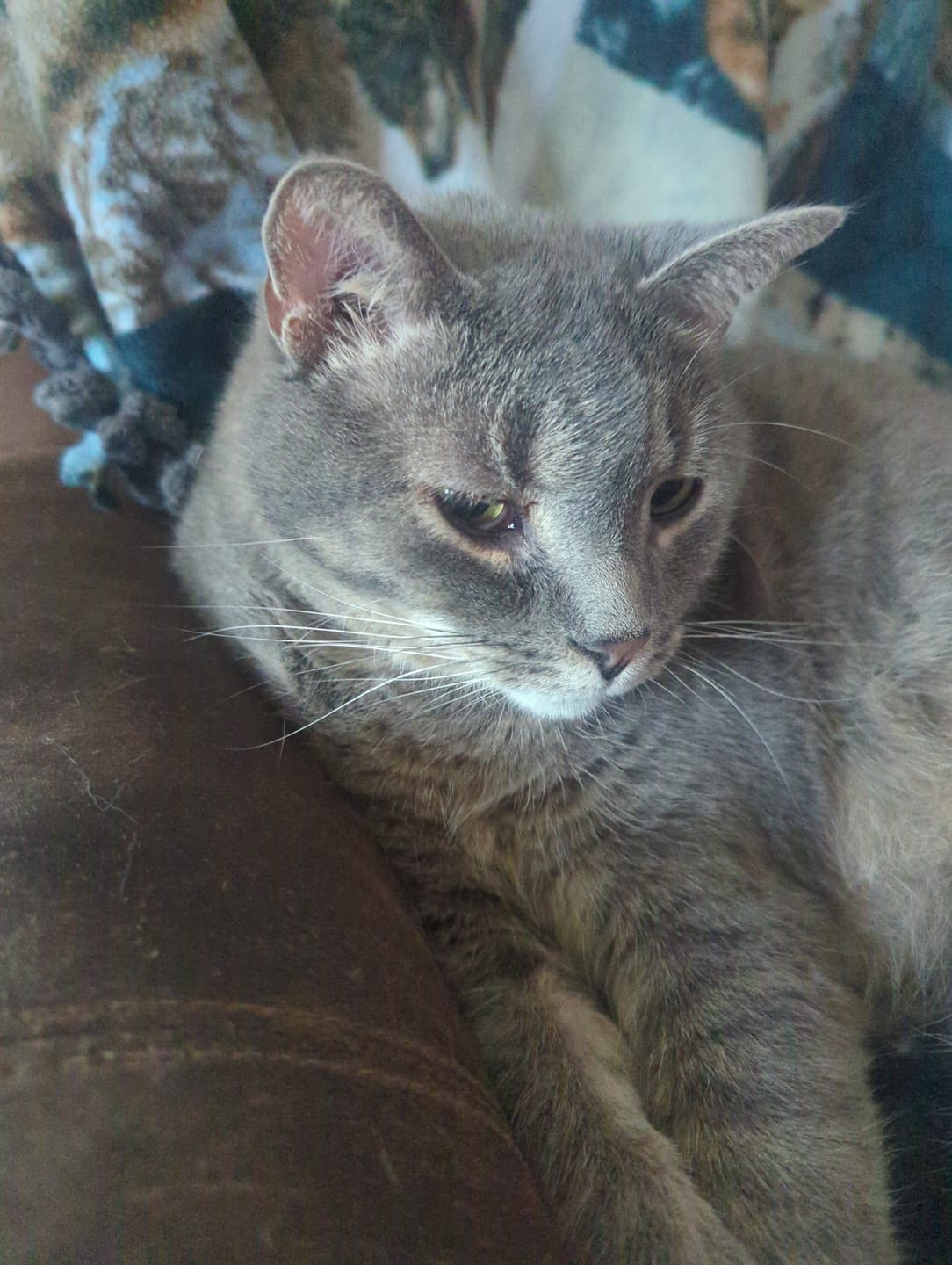 Customer photo review of Cat Eye Infection & Vision Support Remedy