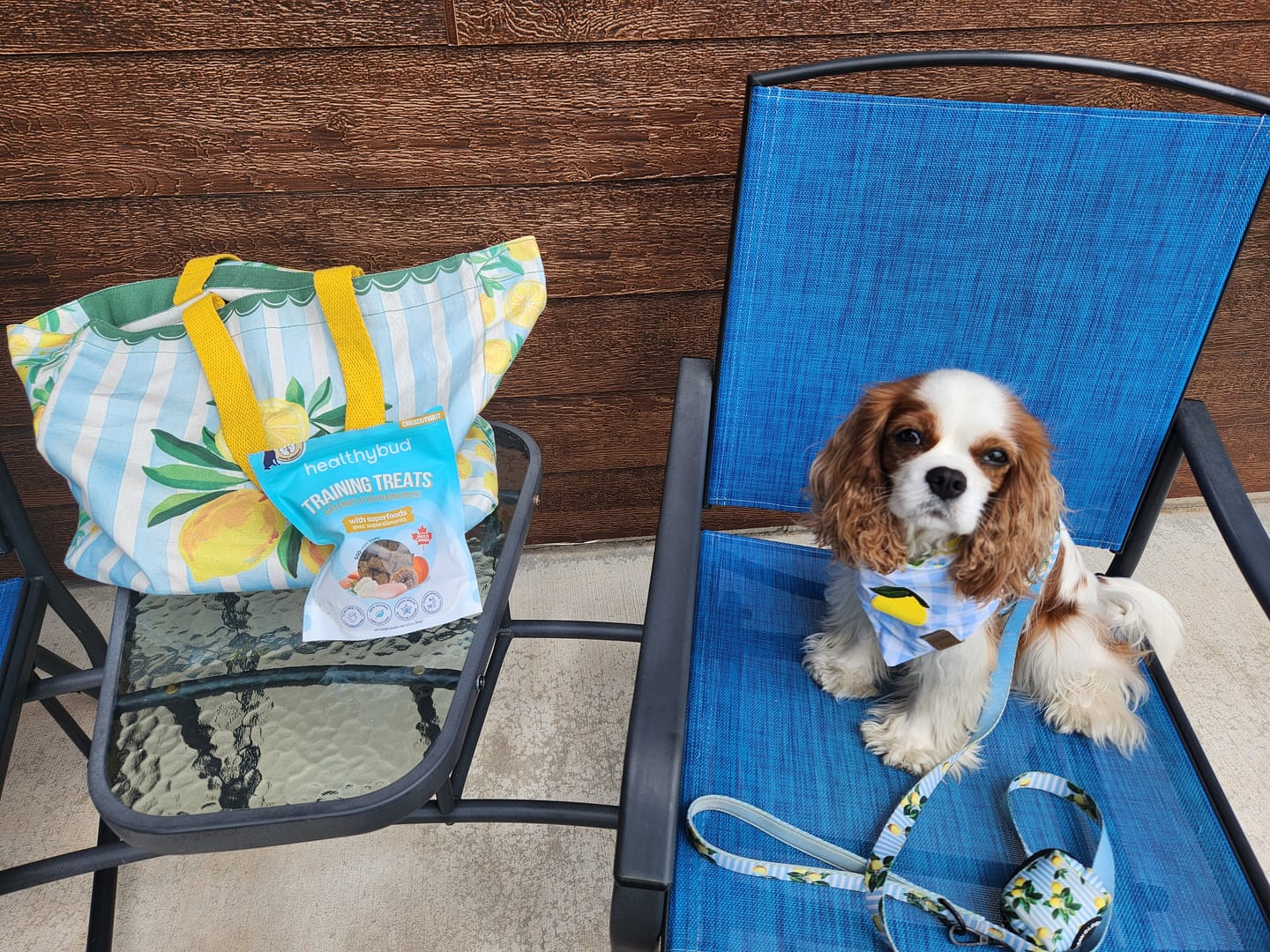 Customer photo review of Chicken Mini Training Treats