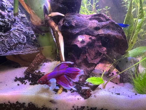 Customer photo review of Dumbo Lavender Halfmoon Male Betta Fish