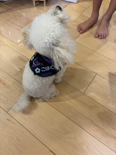 Customer photo review of FunFunPet 高機能ハーネス（お名前タグ作成サービス付き）