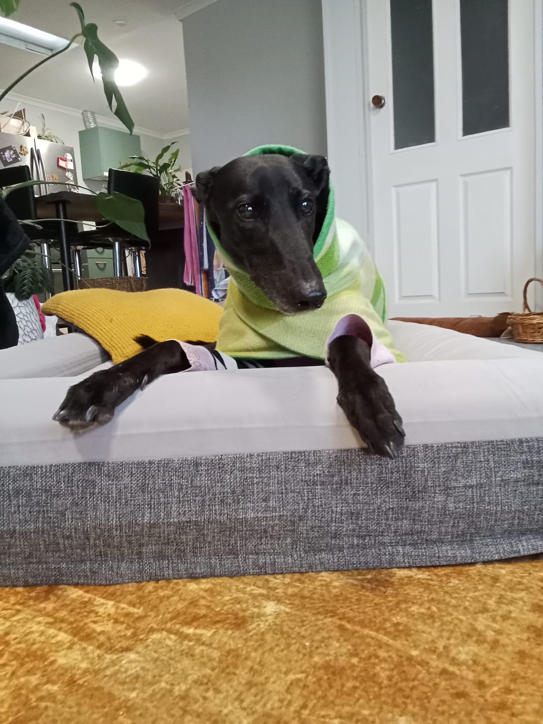 Customer photo review of Orthopaedic Memory Foam Bed