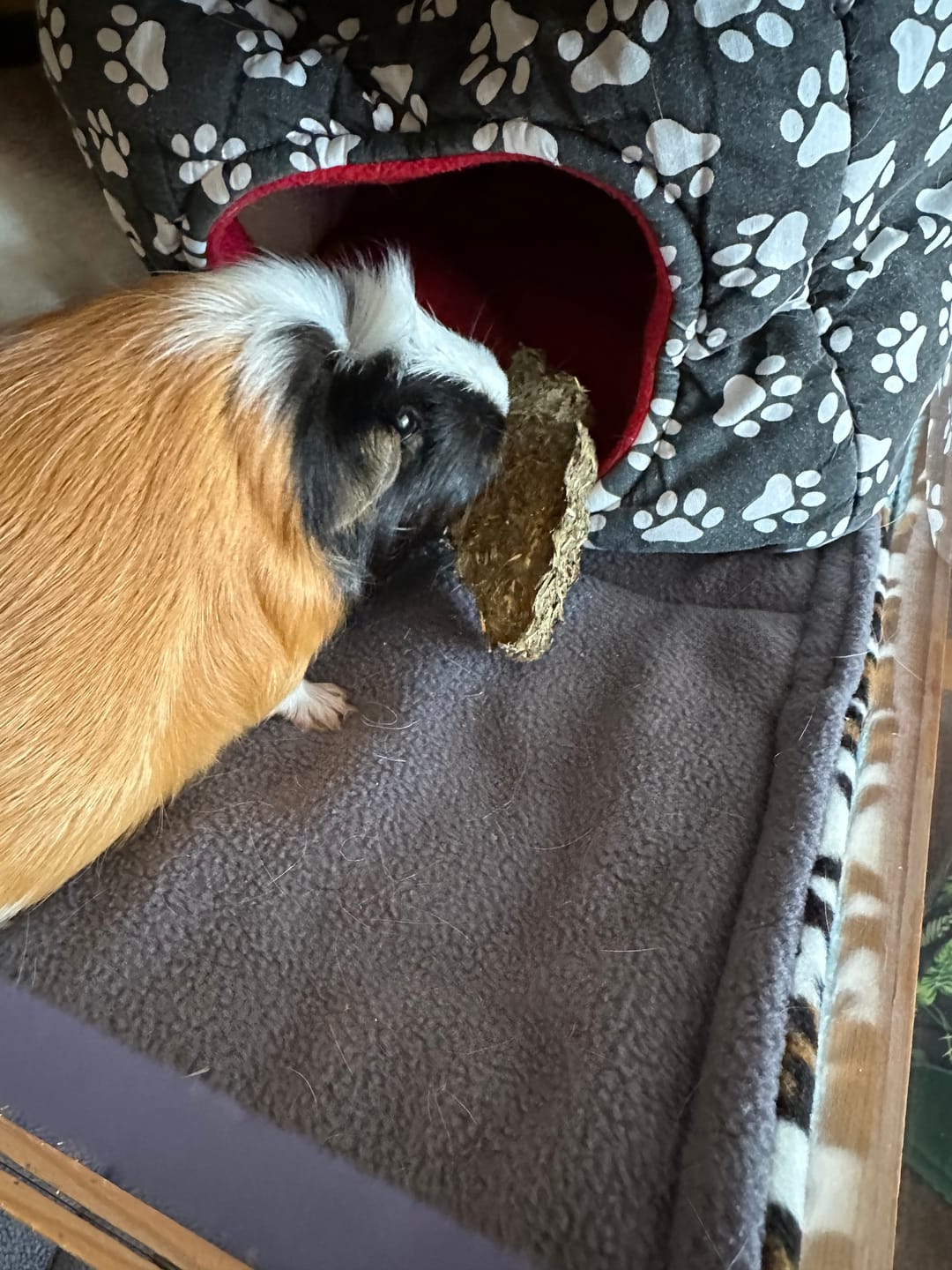 Customer photo review of Carrot Hay
