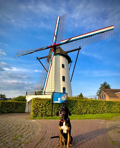 Customer photo review of Grain free Adult Duck & Rabbit