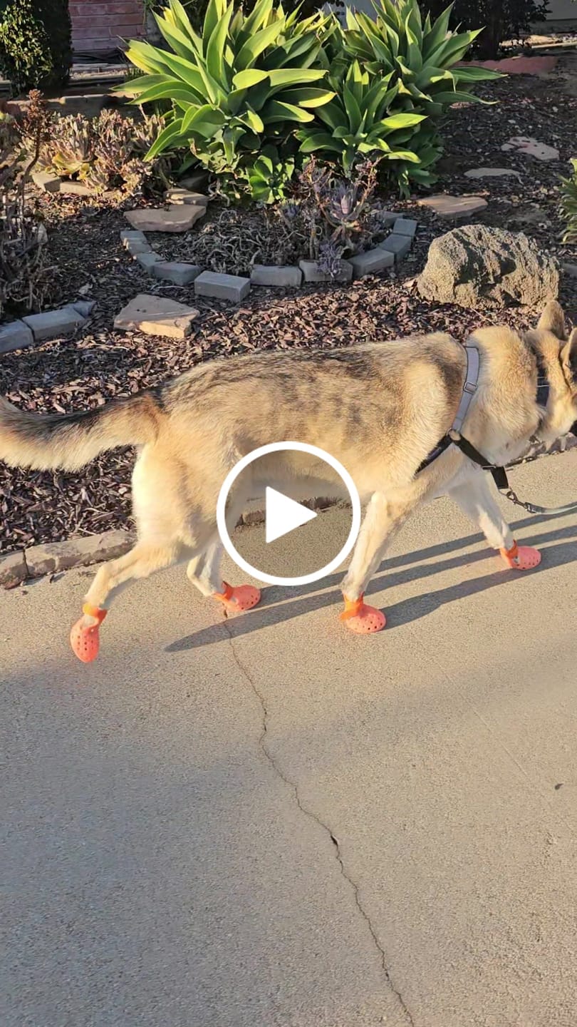 Customer video review of WagWellies® Mojave Neon Orange