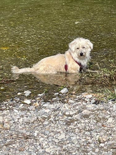 Customer photo review of Strotonin Dog Support