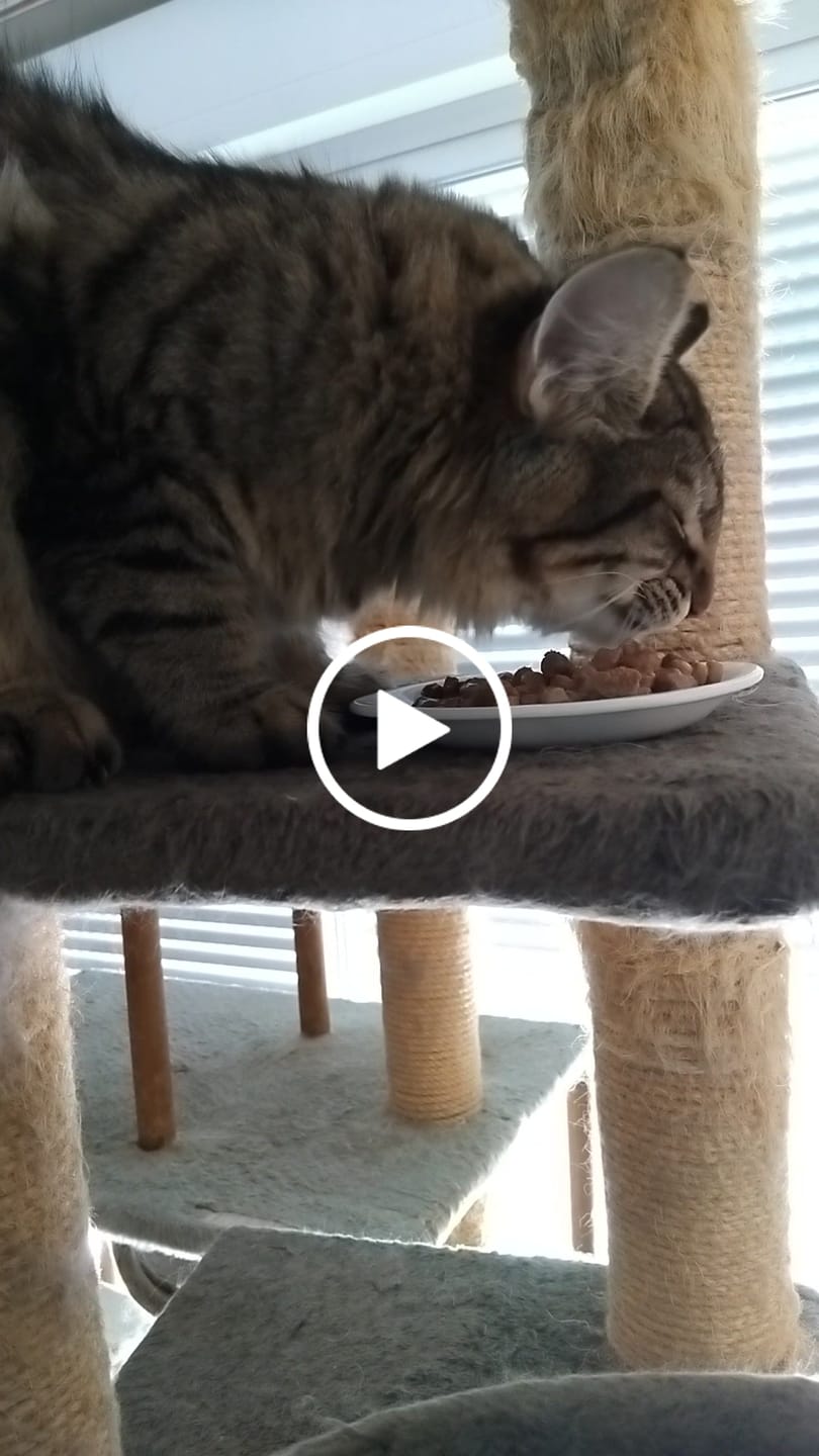 Customer video review of Emincés au poulet (Chaton)