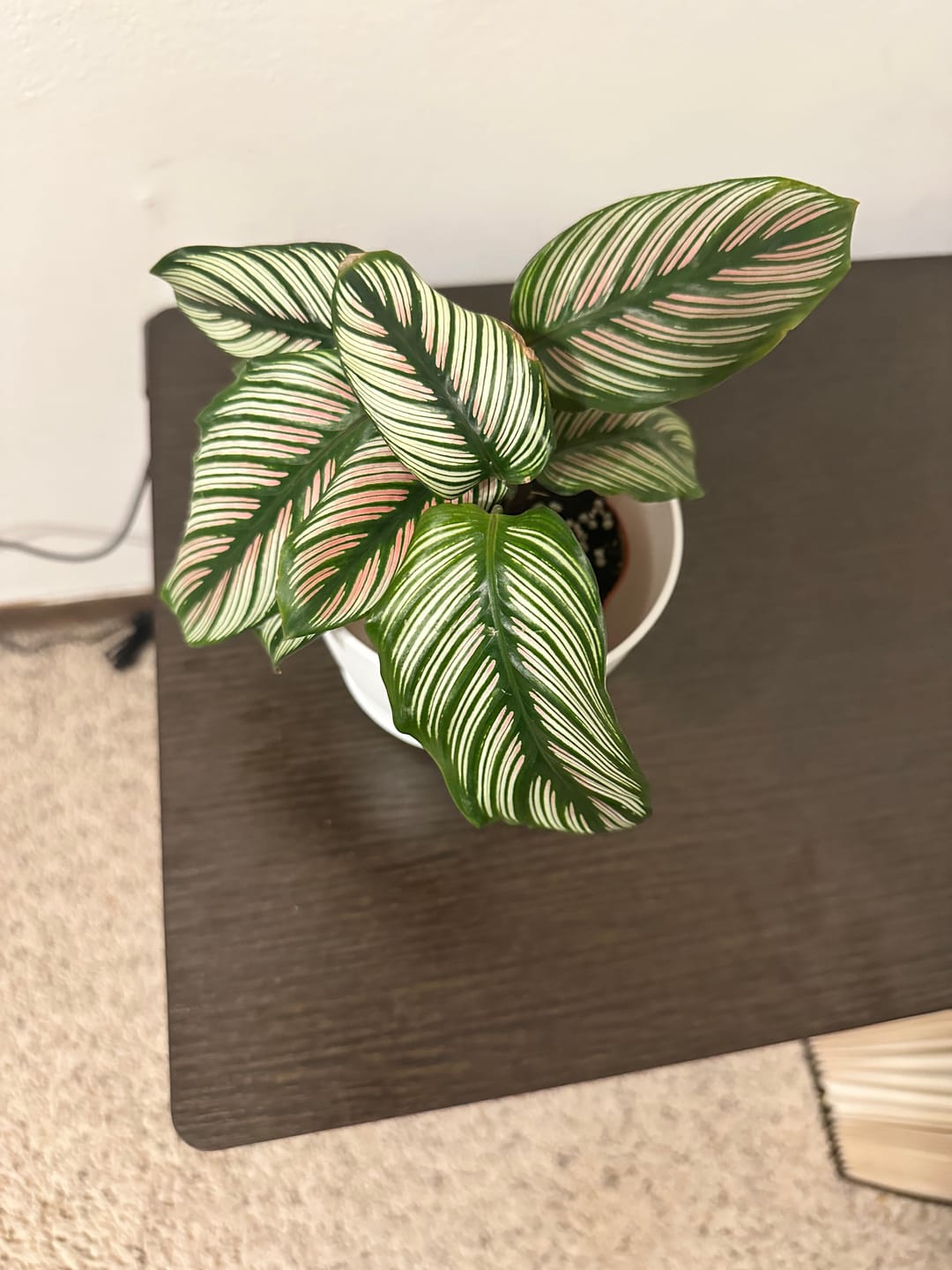 Customer photo review of Calathea majestica 'White Star'