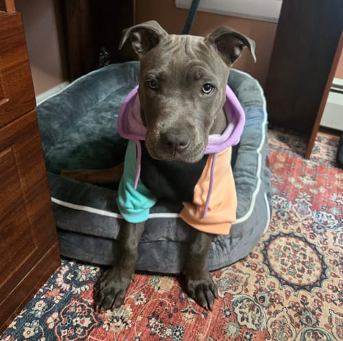 Customer photo review of Velvet Dog Hoodie - 90s Retro