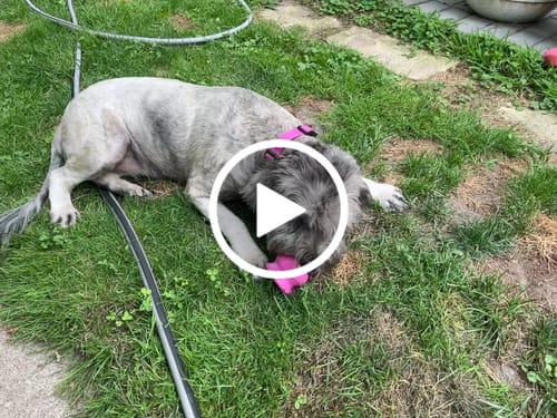 Customer video review of Freezball - Durable Fillable Dog Chew Bone