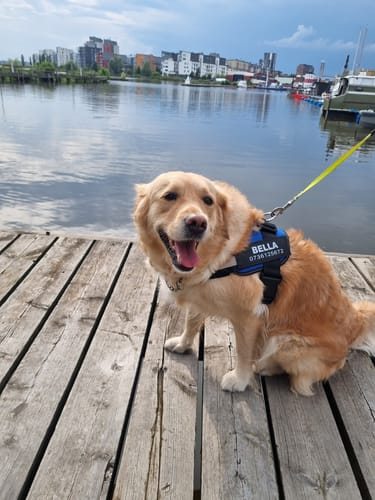 Customer photo review of No-Pull Paw Harness™ (Get Free Leash)