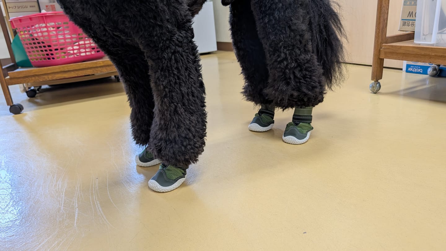 Customer photo review of Hot Pavement Pawtector Dog Shoes
