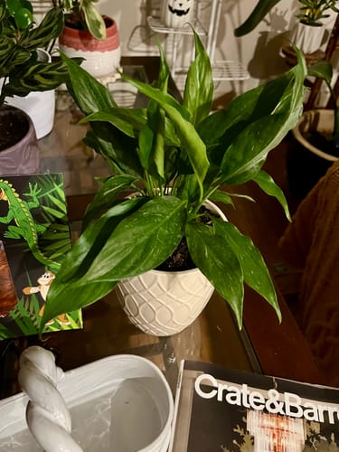 Customer photo review of Spathiphyllum 'Domino'