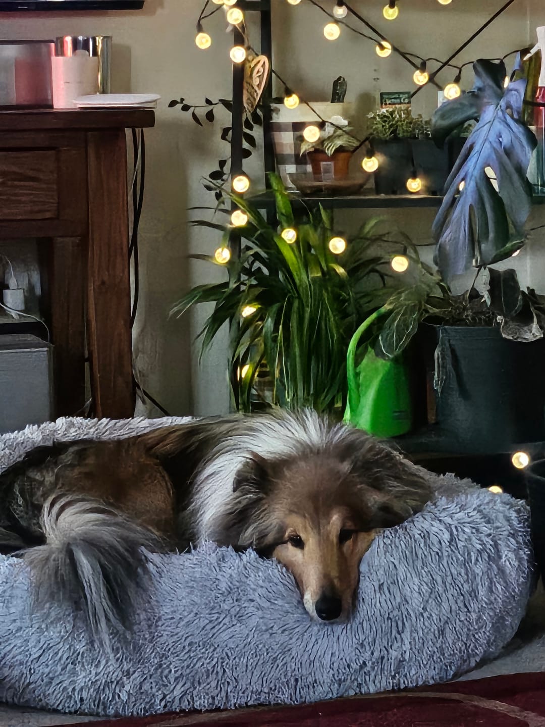 Customer photo review of Brooklyn® Deep Sleep Pet Bed