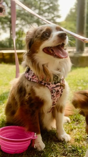 Customer photo review of Catso - Sassy - Harnais ajustable