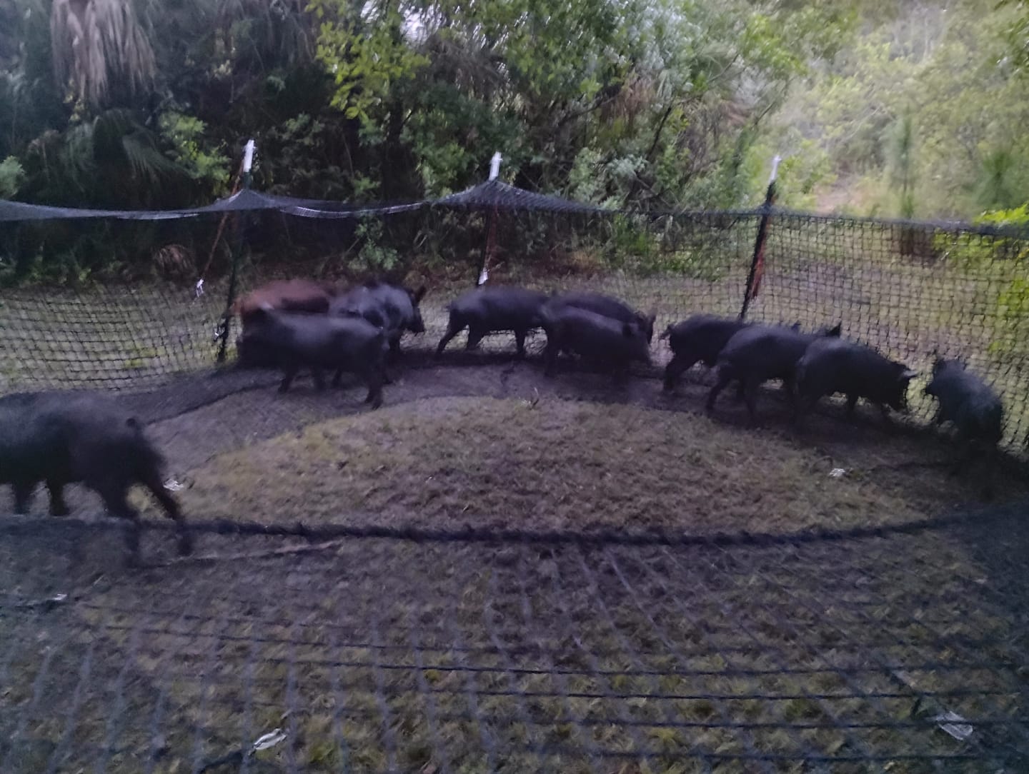 Customer photo review of Pig Brig Trap System