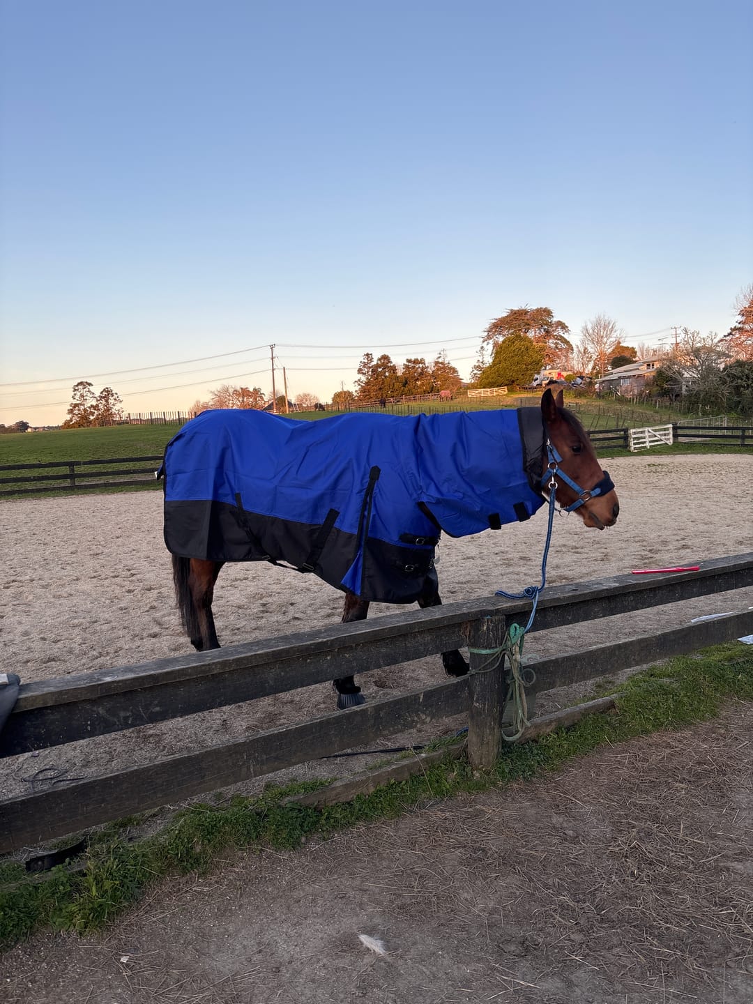 Customer photo review of NZ Tack Duke 1200D Combo