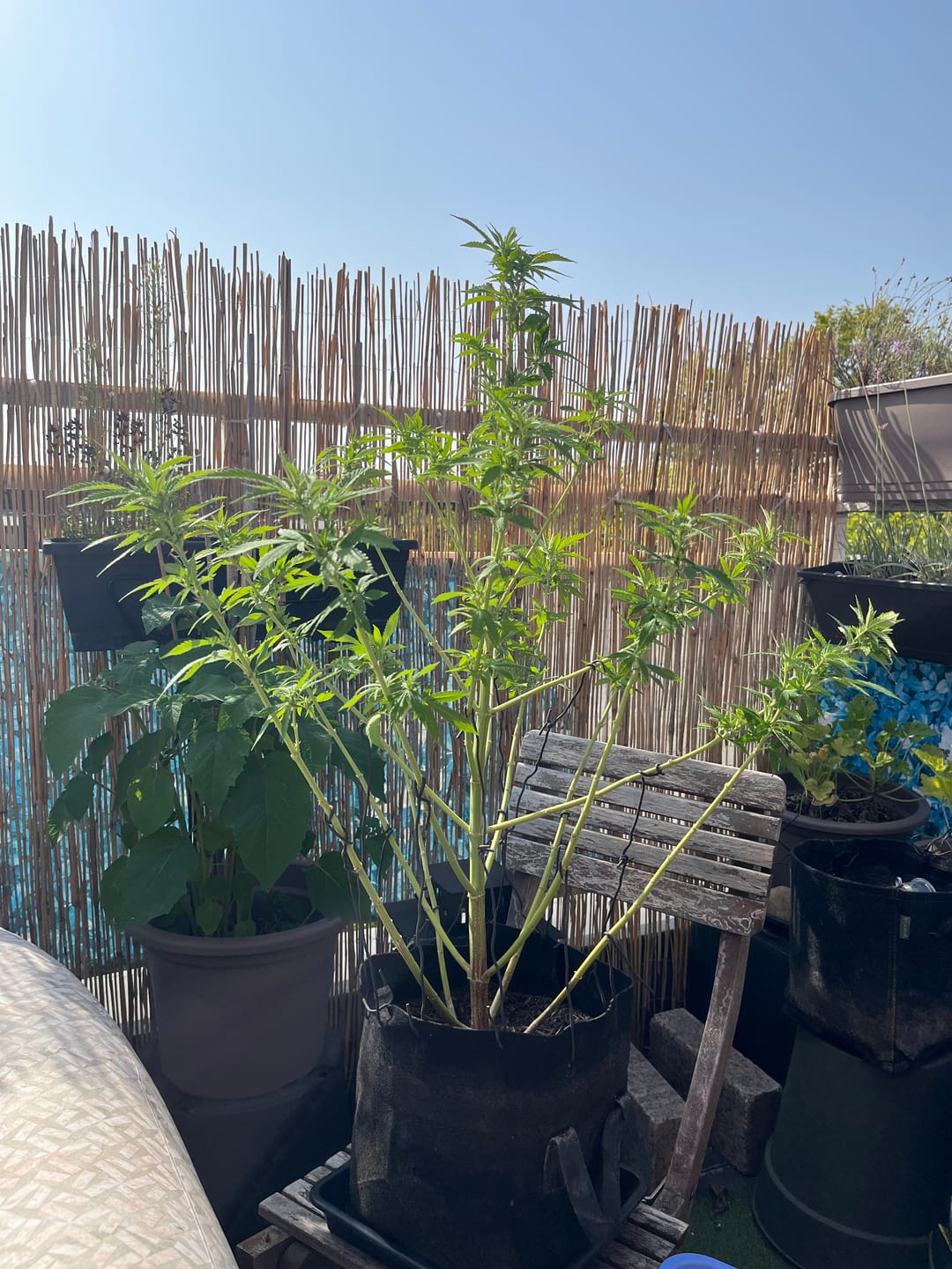 Customer photo review of Bio Hanferde 20L