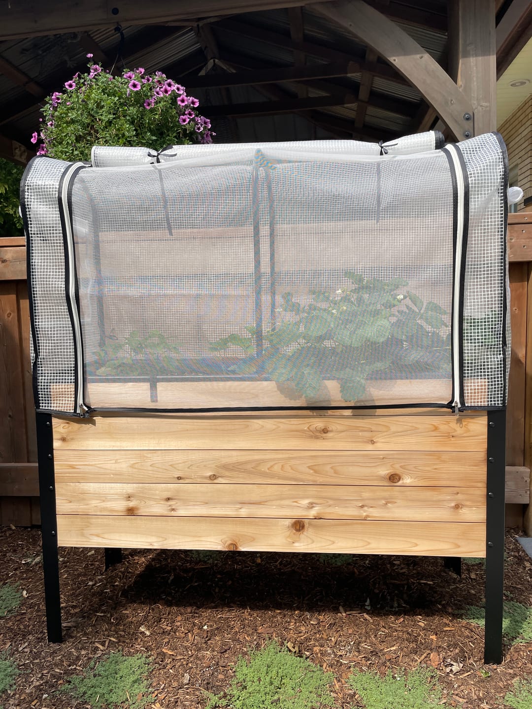 Customer photo review of Greenhouse Cover