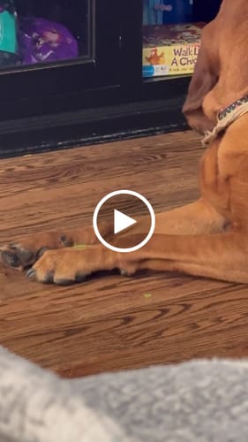 Customer video review of Yak Chew Pack – 6 Flavor-Infused Sticks