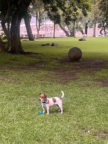 Customer photo review of Collar personalizado para Mascota: Alebrije