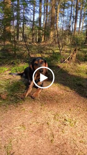 Customer video review of Dog lead with Name - Fleece handle | 4Kyon