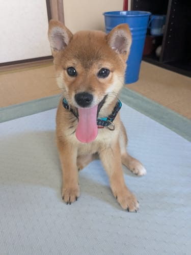 Customer photo review of FunFunPet 高機能ハーネス（お名前タグ作成サービス付き）