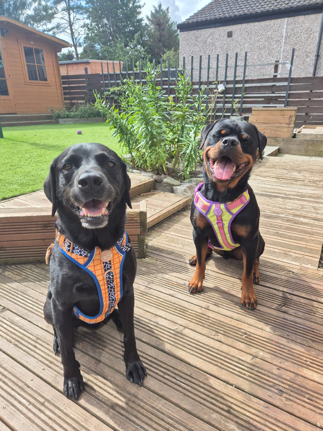 Customer photo review of Disney© Tough Trails™ Harness - Woody