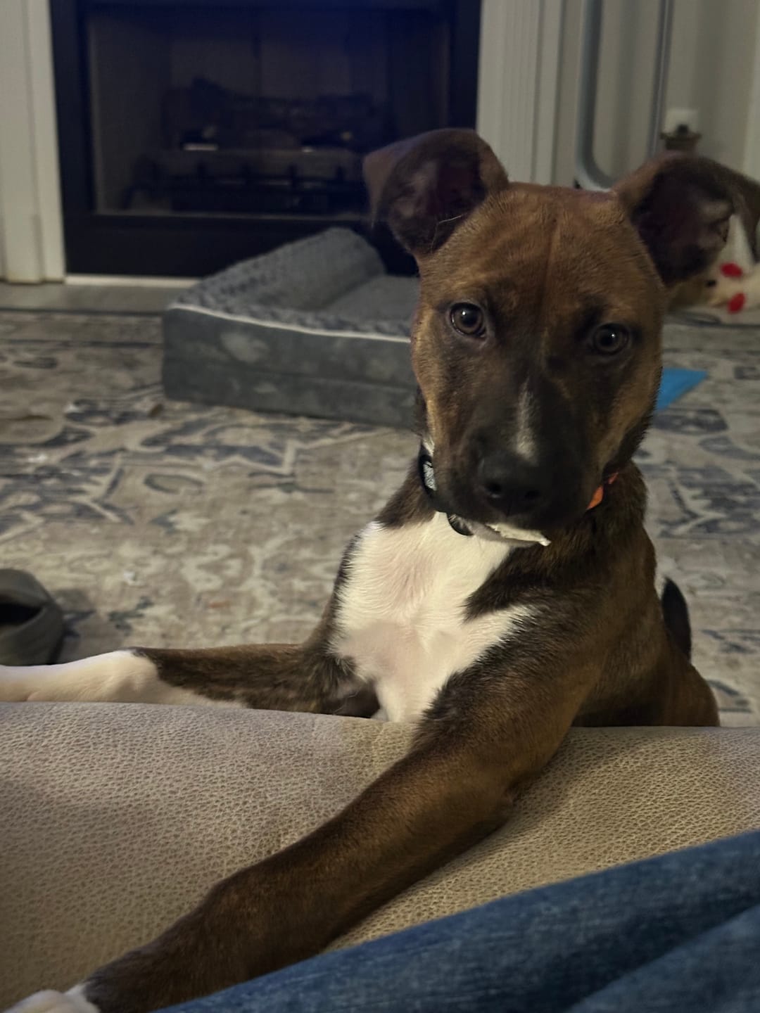 Customer photo review of Beef Lung Chunks 1lb
