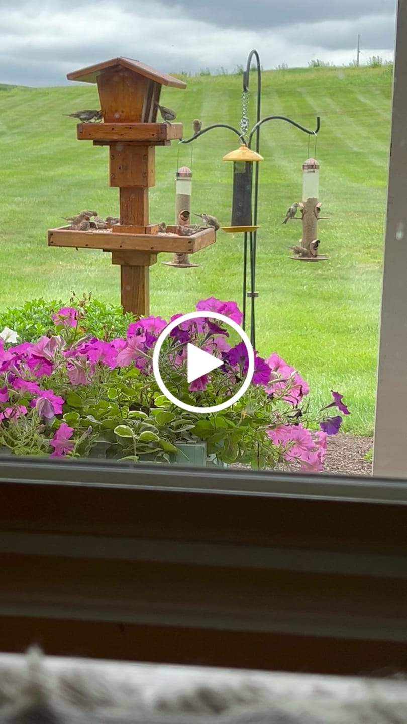 Customer video review of Fine Sunflower Hearts