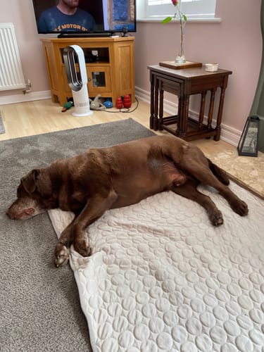 Customer photo review of The Ultimate Cooling Pet Mat