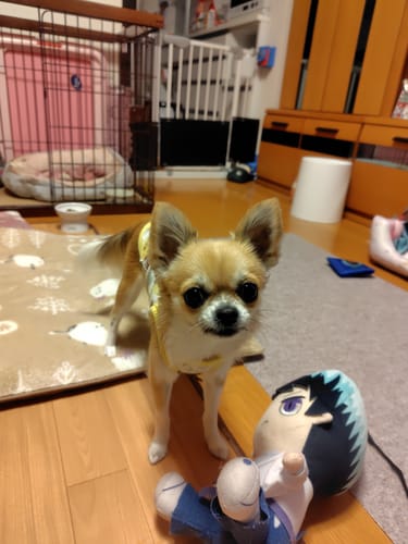 Customer photo review of FunFunPet 高機能ハーネス（お名前タグ作成サービス付き）