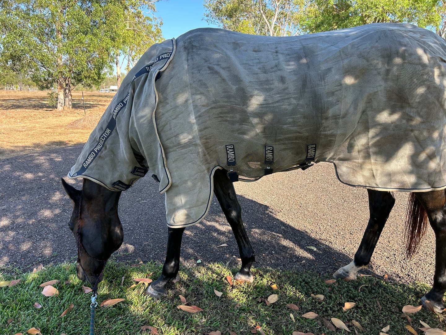 Customer photo review of Rambo Protector Plus Fly Rug