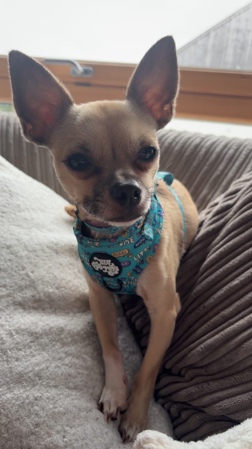 Customer photo review of Little dog syndrome harness