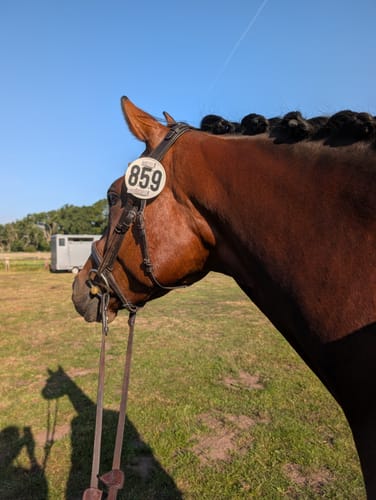 Customer photo review of Strotonin Horse Support
