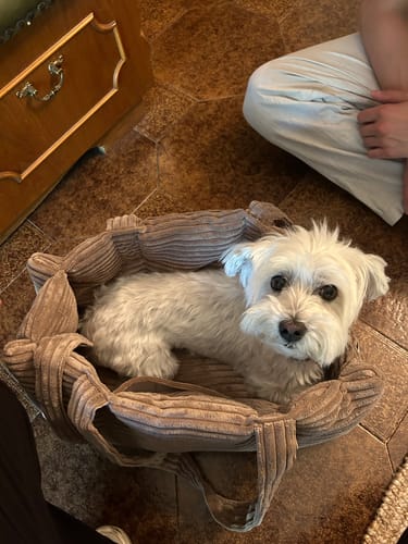 Customer photo review of Borsa Velluto a Coste Marrone